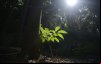 Fotografia mostra árvore com raio de luz em fundo escuro (Imagem Tânia Rego - ABR)